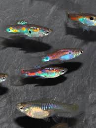 Guppies