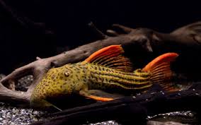 Pseudacanthicus Pirarara L25