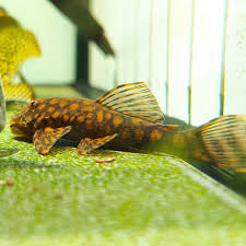 Ancistrus sp. "Rio Paraguay" L528