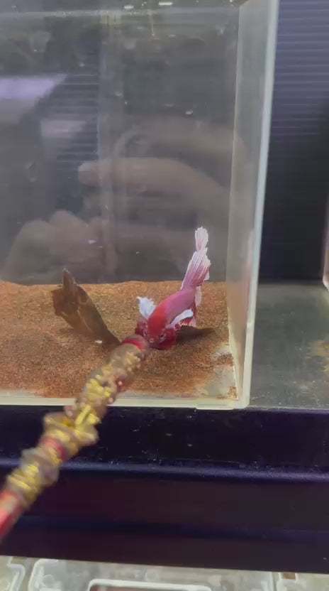 HMPK Dumbo 3rd FC #F3003