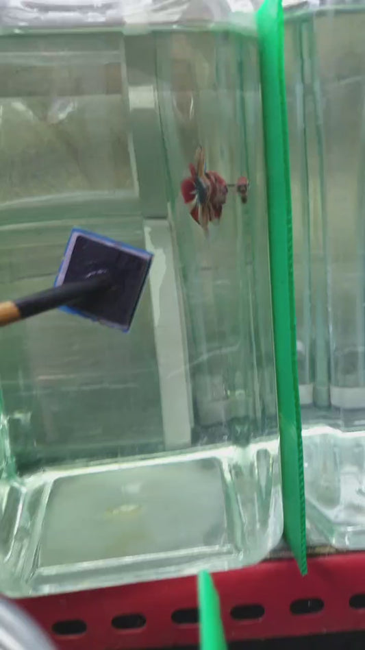 HMPK Nemo Copper #NC04