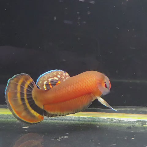 Macrostoma Male (505) - SUPER RED DOUBLE DOT RED ANAL DOT