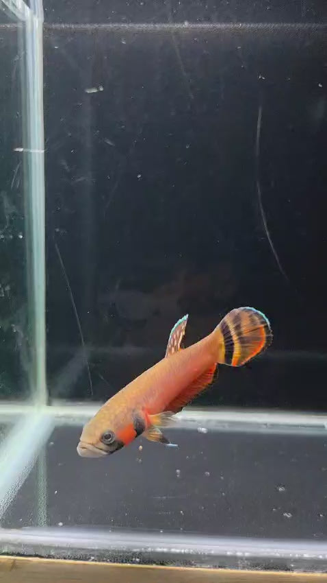 Macrostoma Male (IB217SR) - SUPER RED