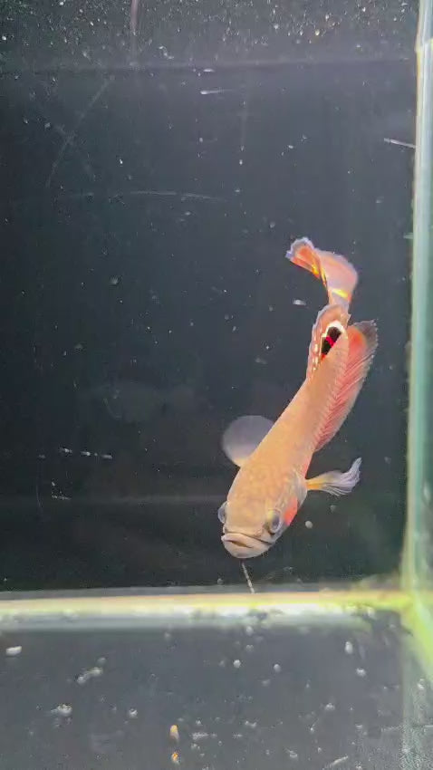 Macrostoma Male (IB216SR) - SUPER RED