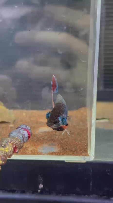 Betta Hybrid 2nd FC #G1002