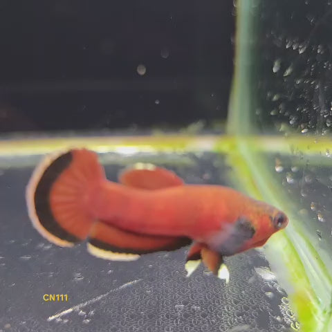 Channoides Male (CN111)