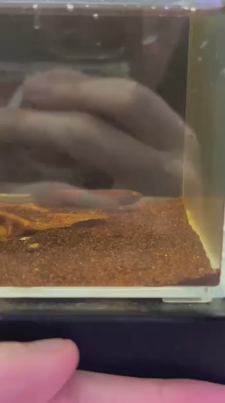 Betta Brownorum 1st FC #H4001