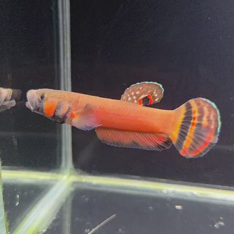 Macrostoma Male (IB01JT) - SUPER RED