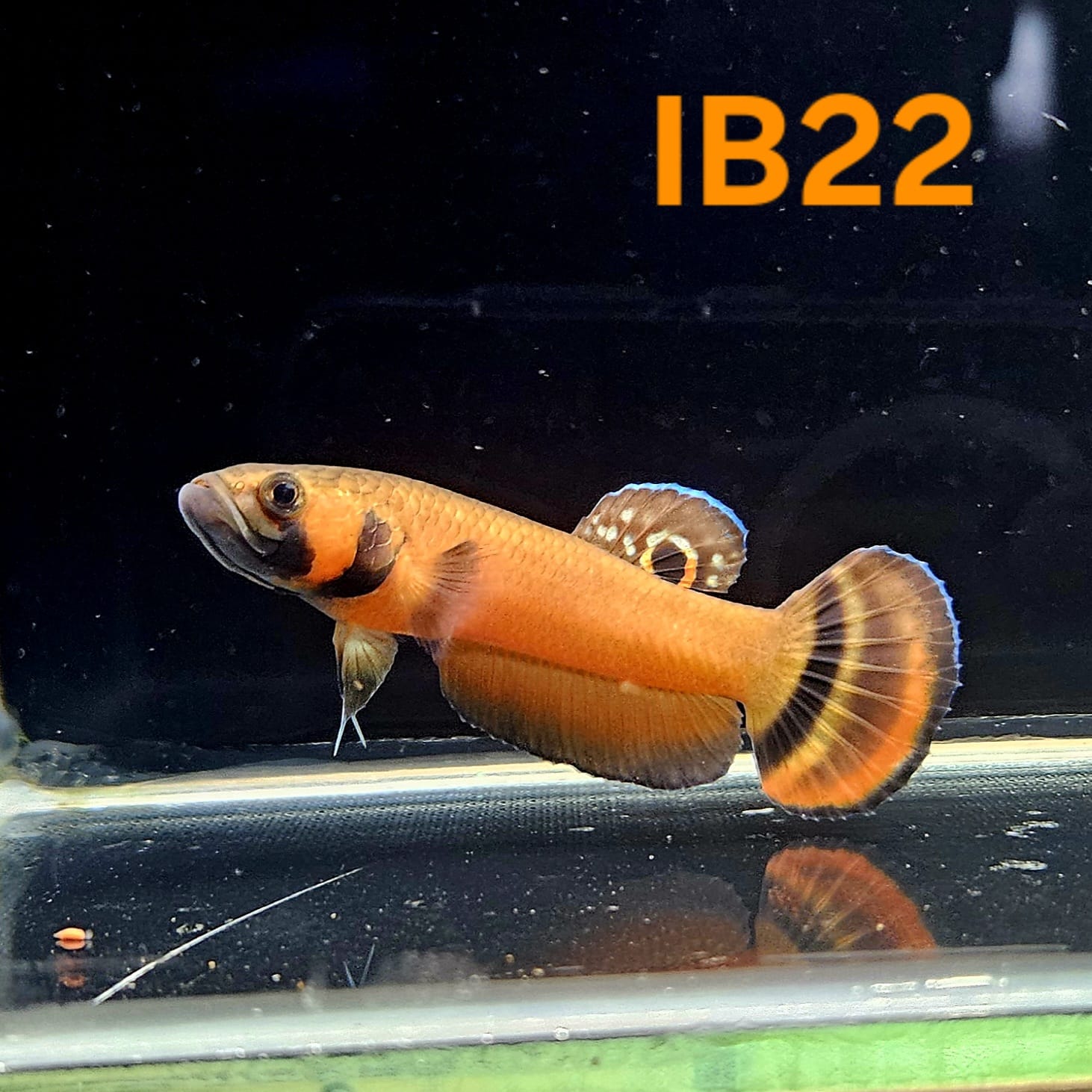 Betta Macrostoma #22 (Male)