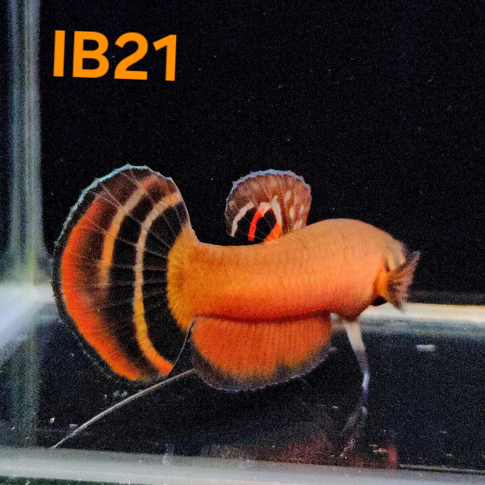 Betta Macrostoma #21 (Male)