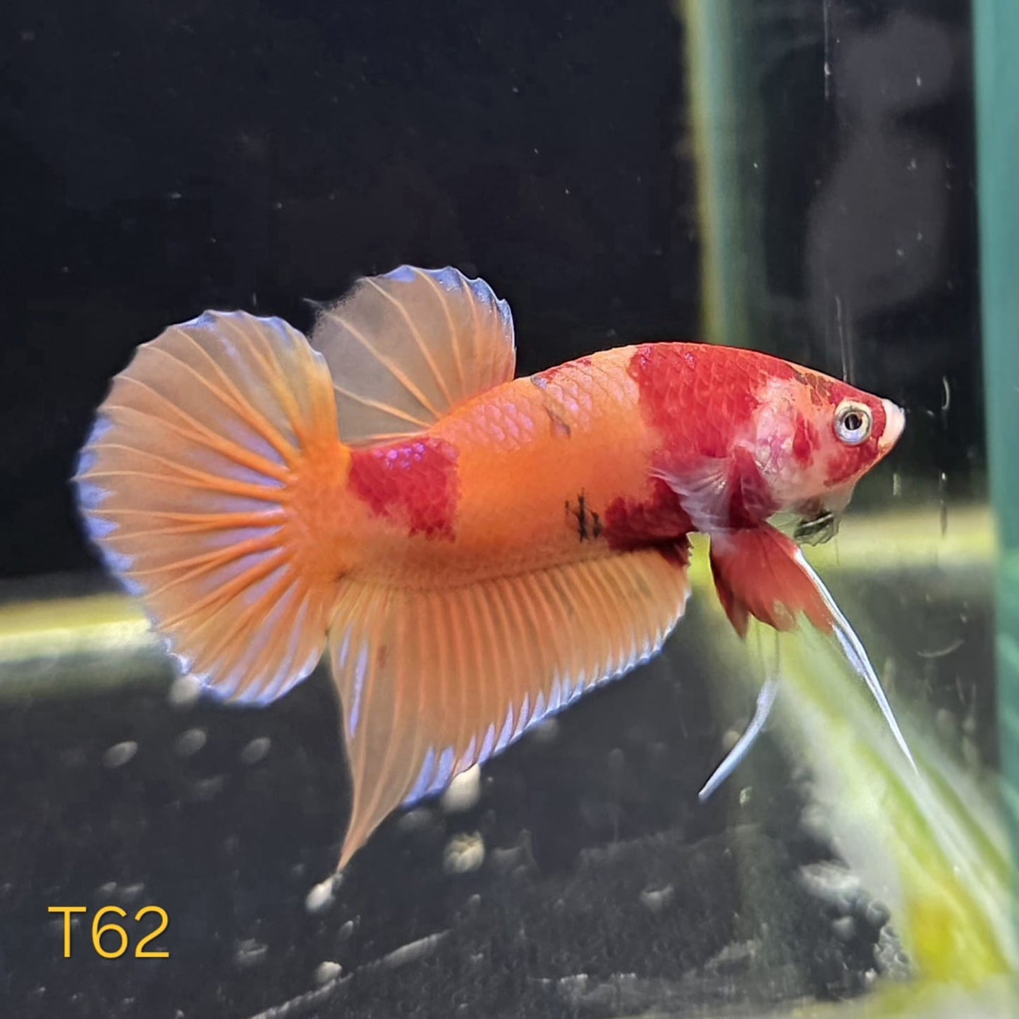 HMPK x Wild Candy #T62