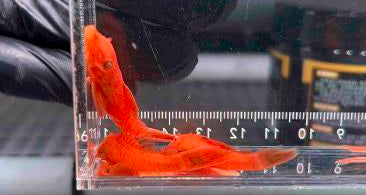 Ancistrus sp. L144 ‘Super Red’