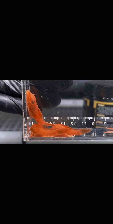 Ancistrus sp. L144 ‘Super Red’