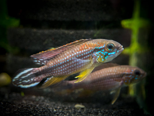 Apistogramma Agassizii "Tefe Blue"