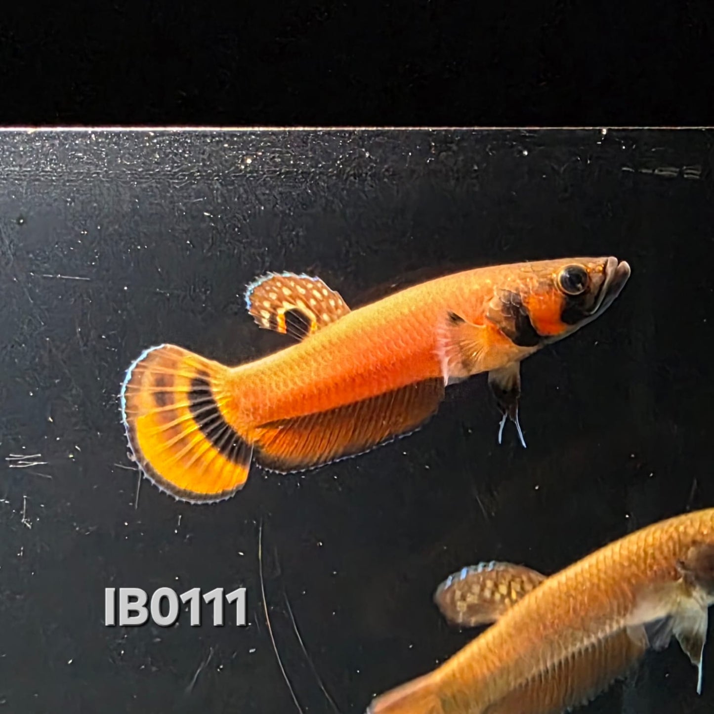 Macrostoma Male (IB111)