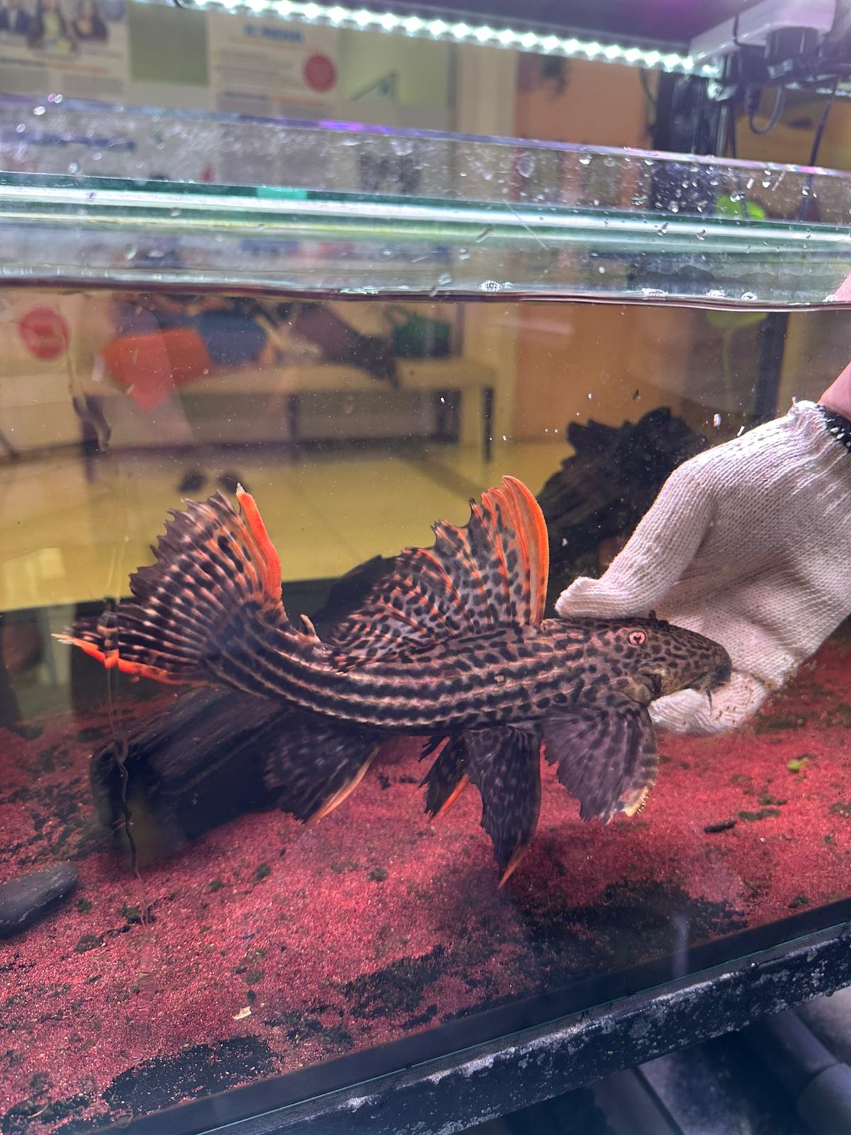 Pseudacanthicus Pirarara L25