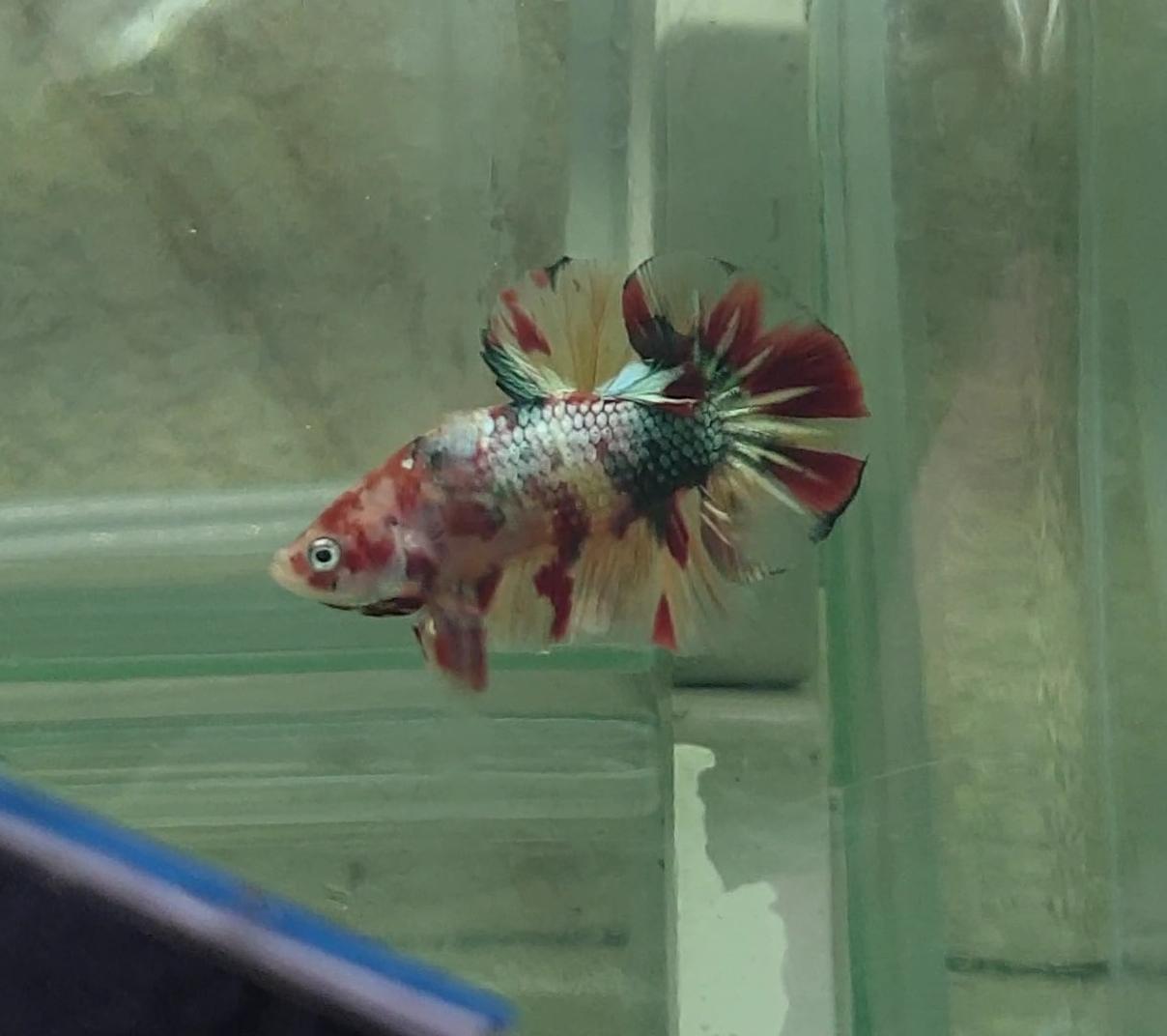 HMPK Nemo Copper #NC04