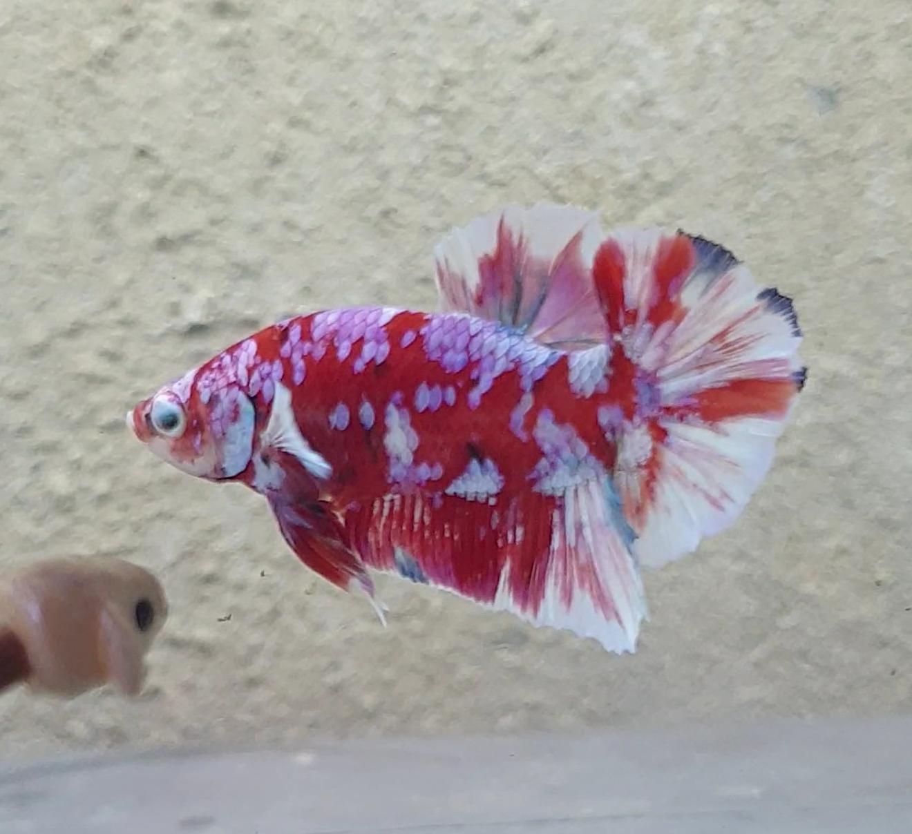 HMPK Barongsai #BRG12