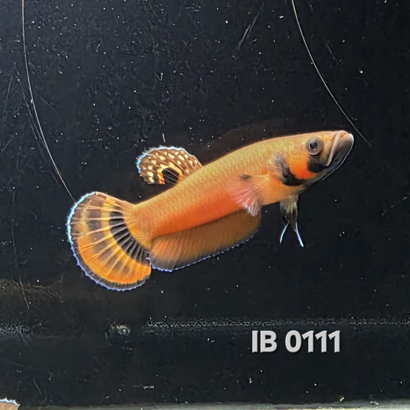 Macrostoma Male (IB111)