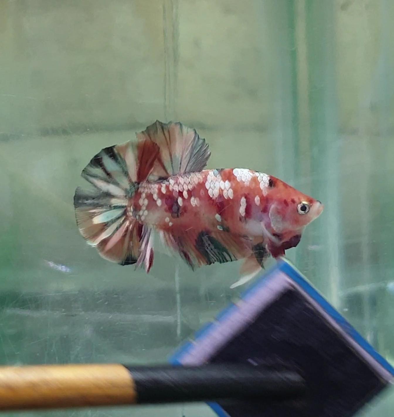 HMPK Nemo Copper #NC03