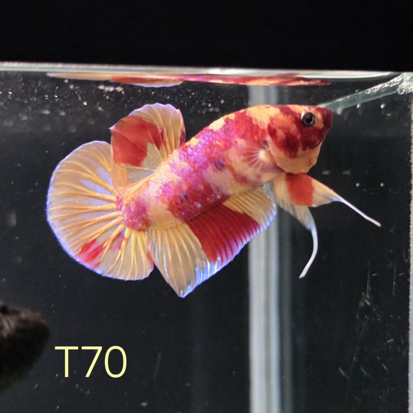 HMPK x Wild Nemo #T70