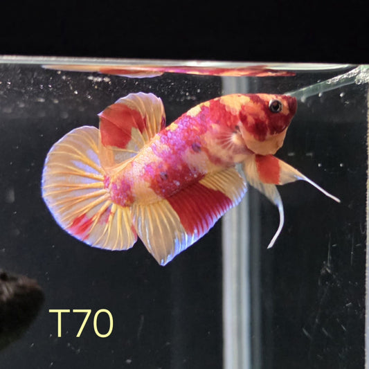 HMPK x Wild Nemo #T70