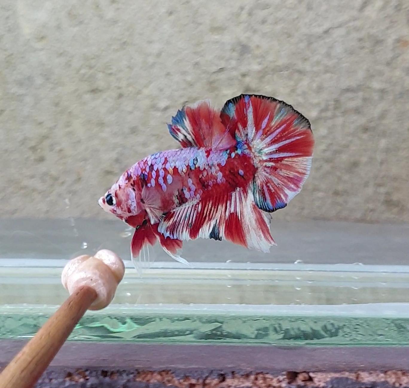 HMPK Barongsai #BRG02