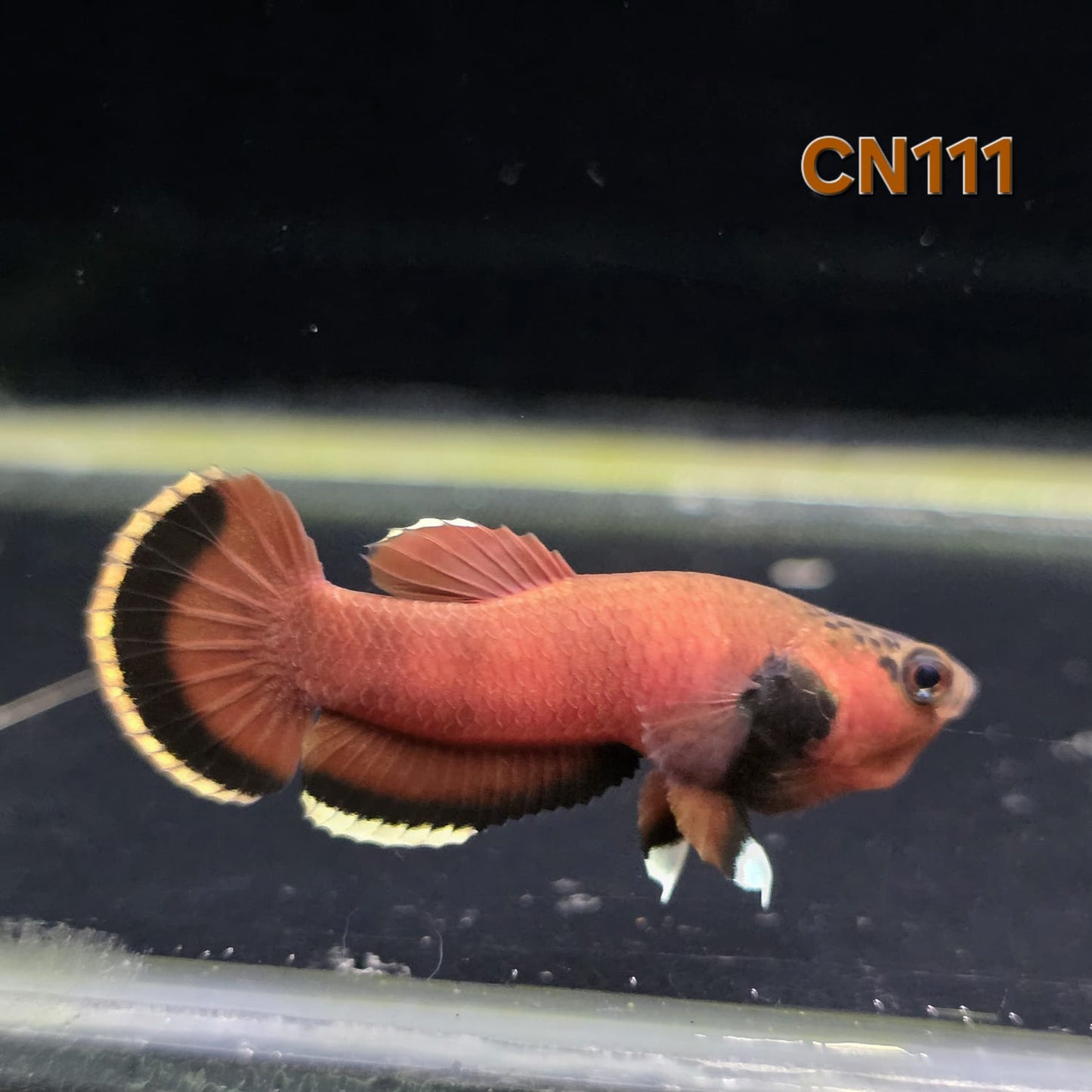 Channoides Male (CN111)