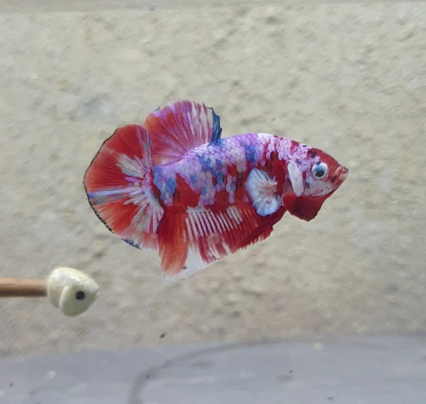 HMPK Barongsai #BRG11