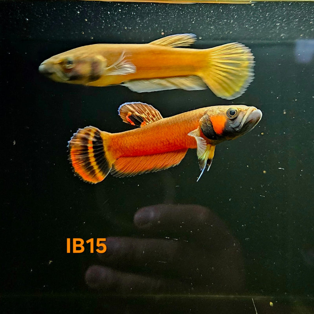 Betta Macrostoma #15 (Male)