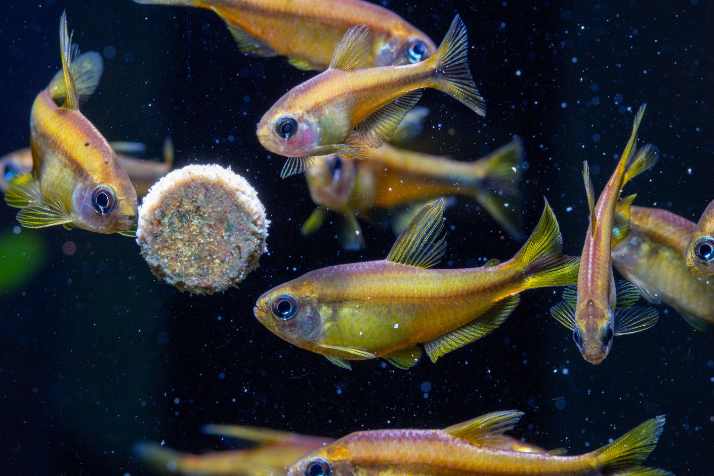 Hyphessobrycon Notidanos "Yellow"