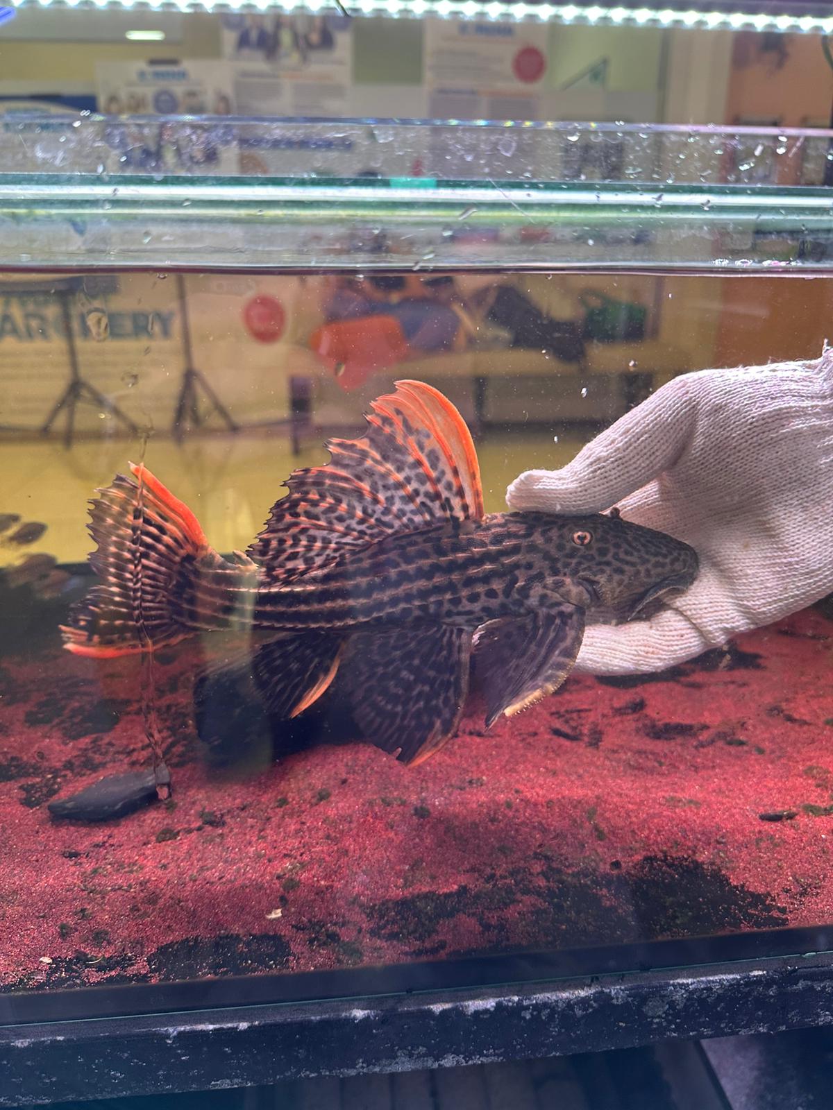 Pseudacanthicus Pirarara L25