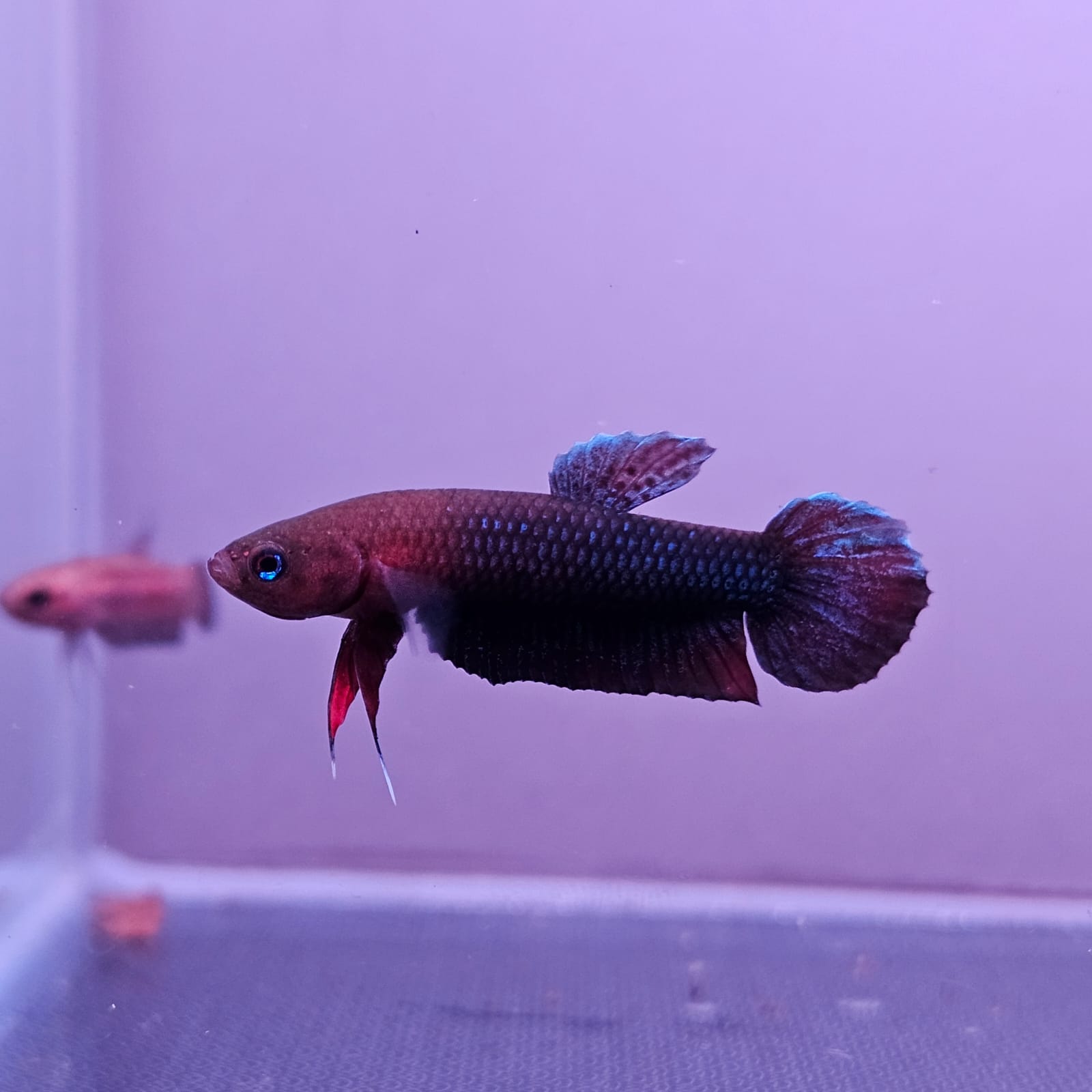 Betta cf. Persephone