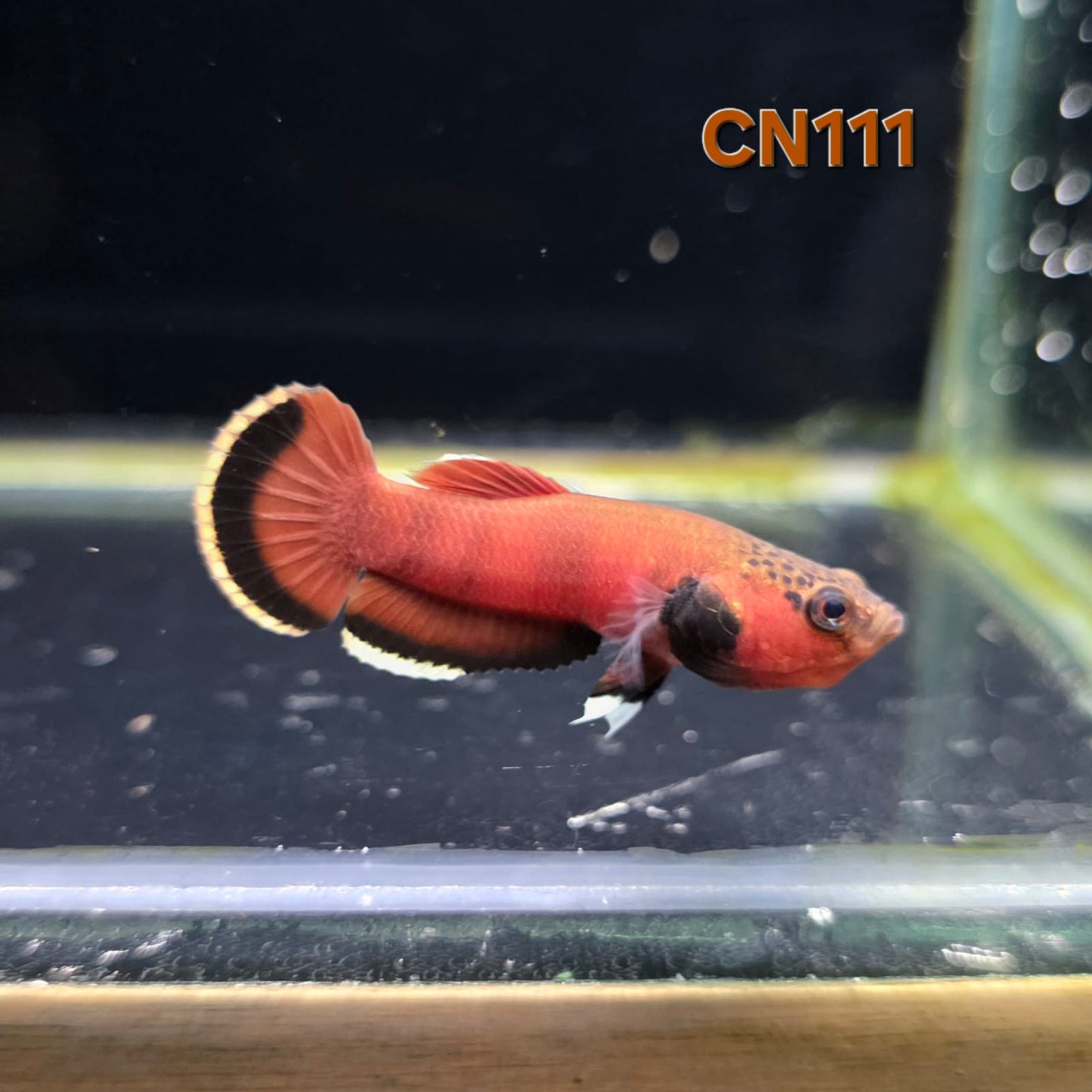 Channoides Male (CN111)