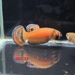 Macrostoma Male (IB133)