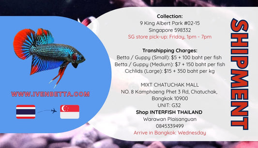 SHIPMENT (Thailand to Singapore)