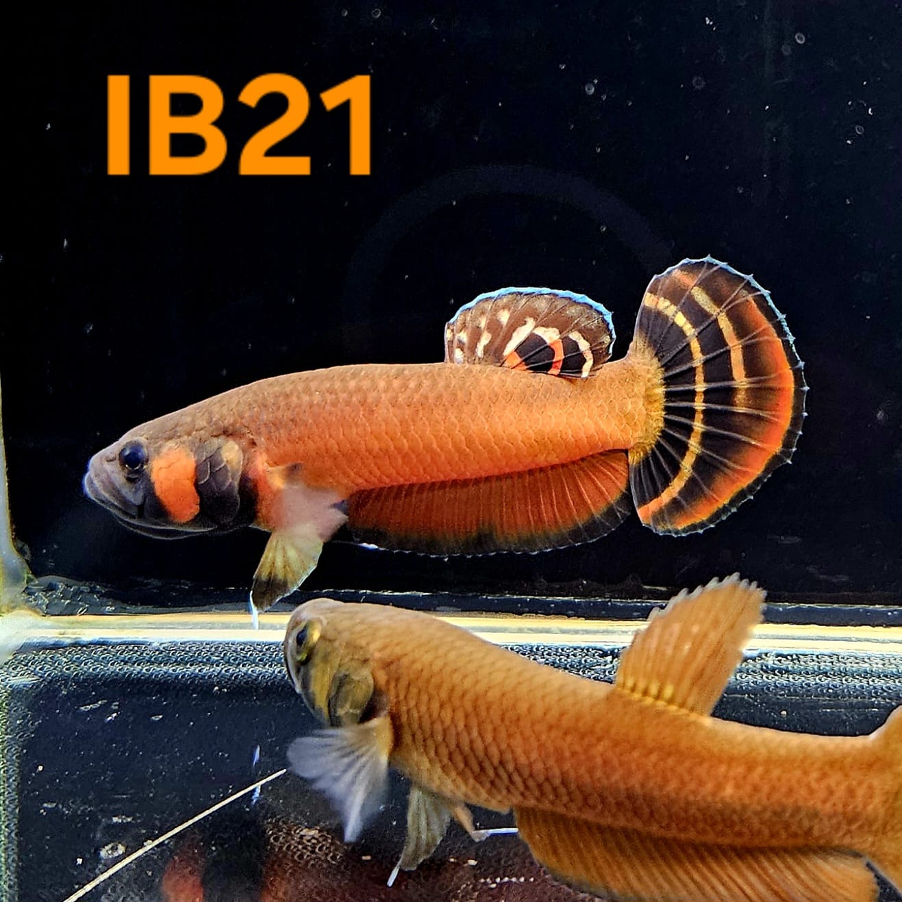 Betta Macrostoma #21 (Male)