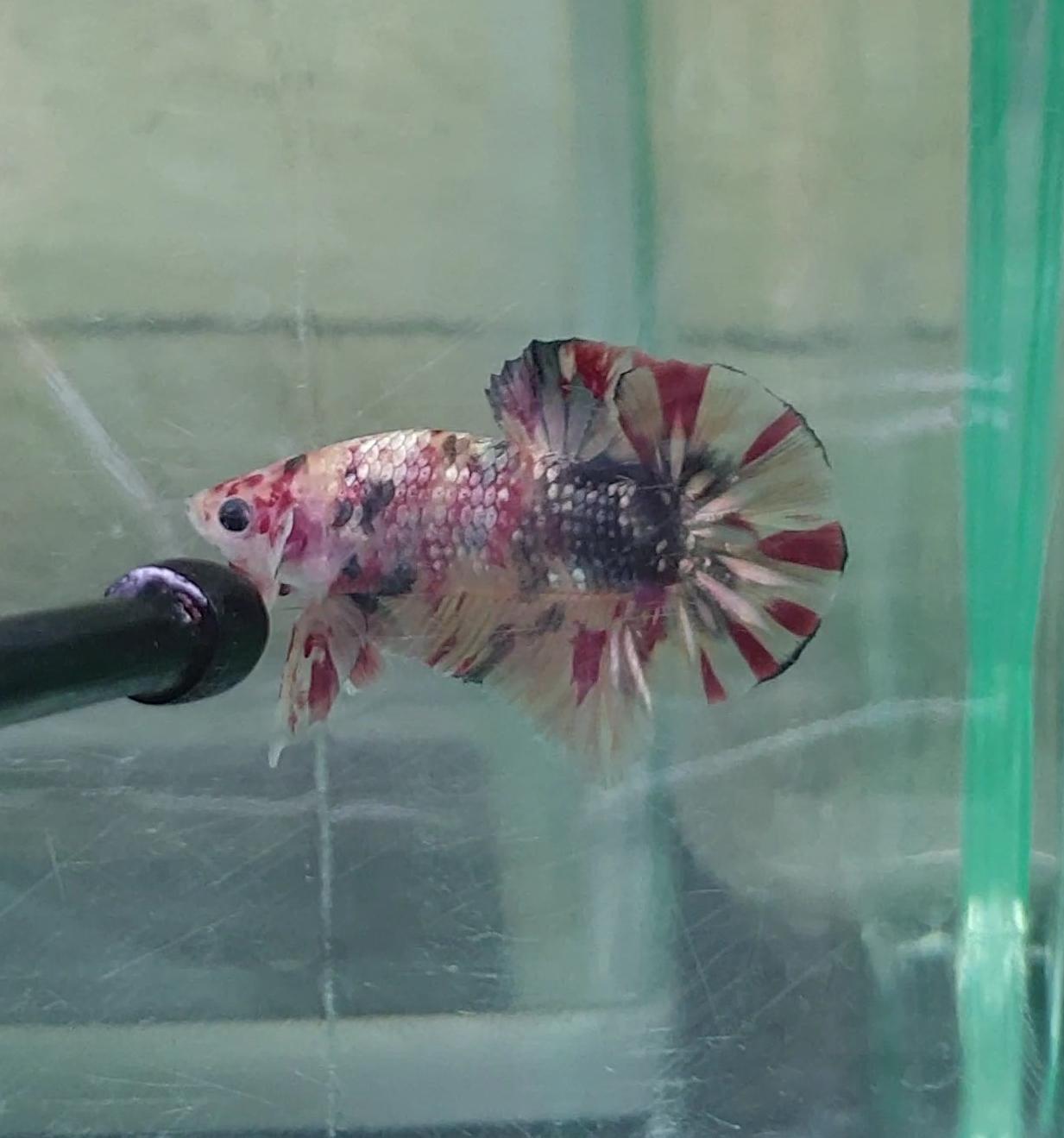 HMPK Nemo Copper #NC01