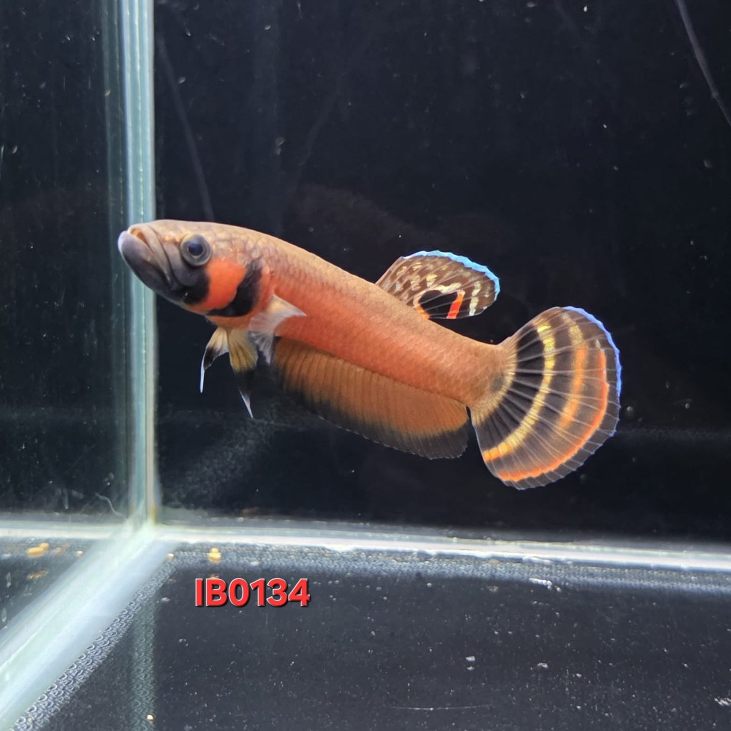 Macrostoma Male (IB134)