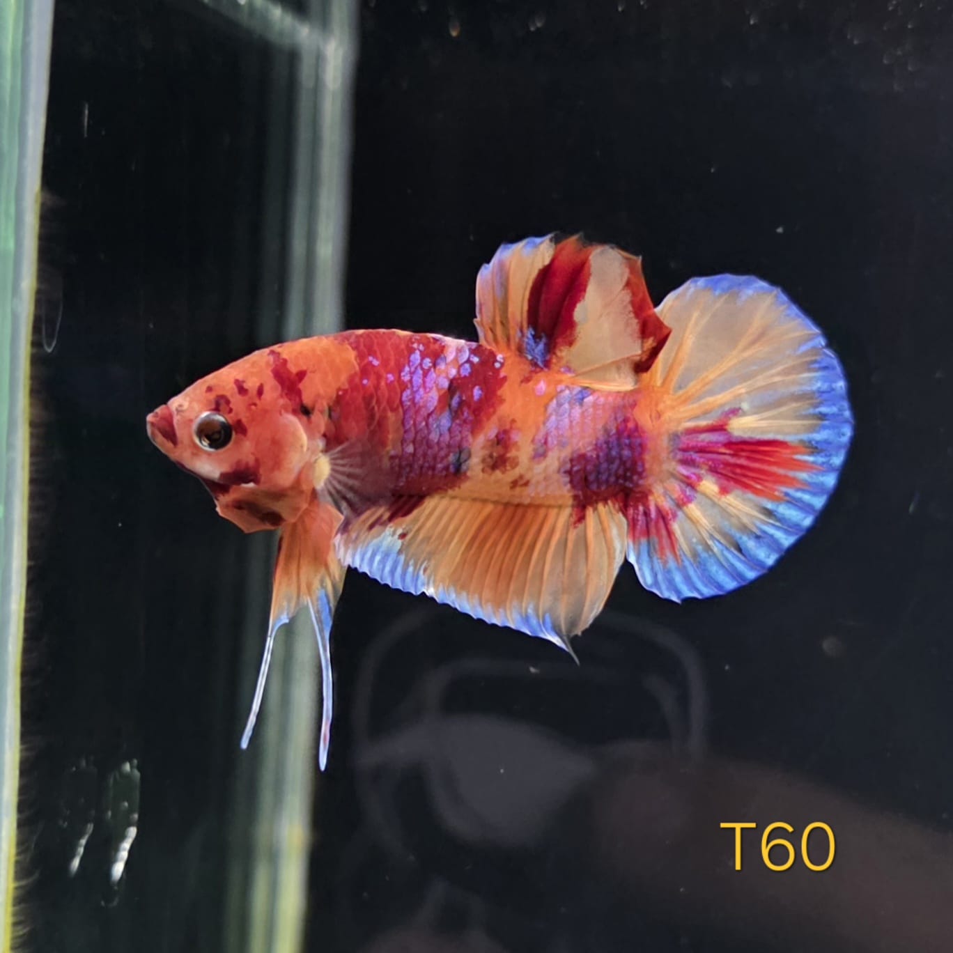 HMPK x Wild Candy #T60