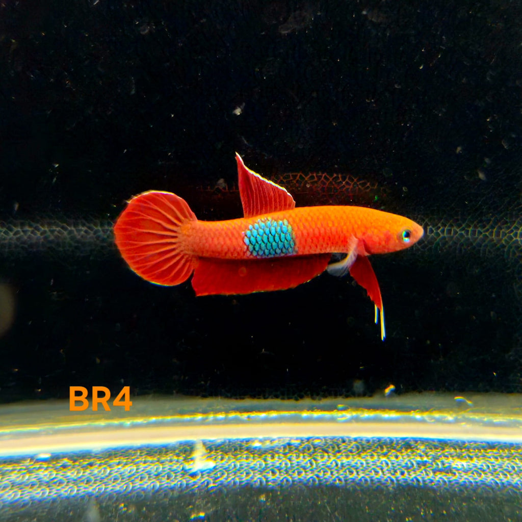 Betta Brownorum #04 (Pair)