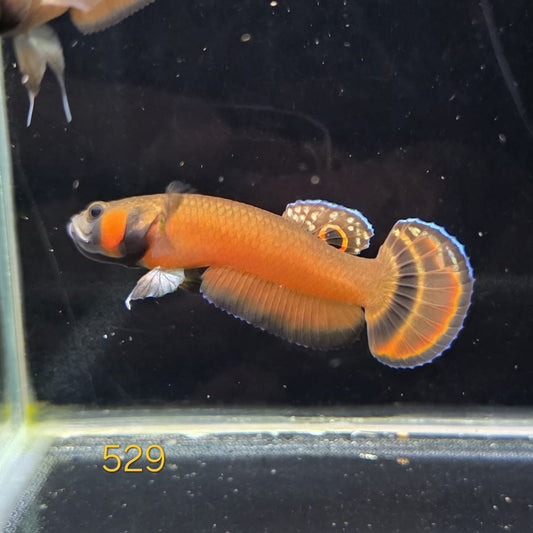 Macrostoma Male (IB529)