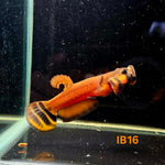 Betta Macrostoma #16 (Male)