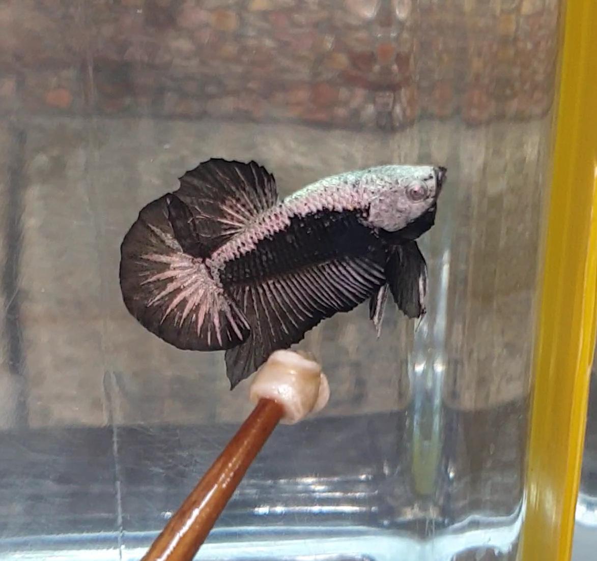 HMPK Black Samurai #BS01