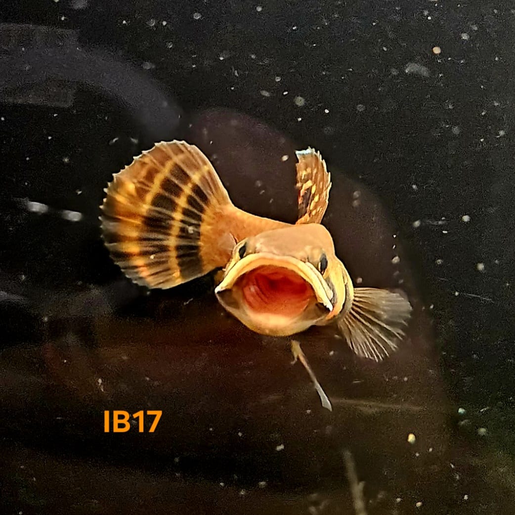 Betta Macrostoma #17 (Male)