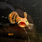 Betta Macrostoma #17 (Male)