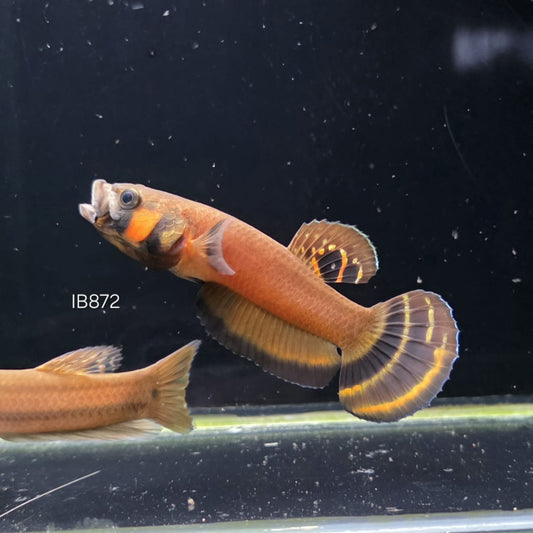 Macrostoma Male (IB872) Double Spot