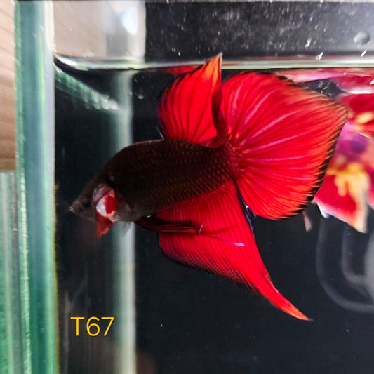 HMPK x Wild Mamba #T67