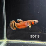 Macrostoma Male (IB113)