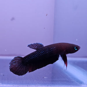 Betta cf. Persephone